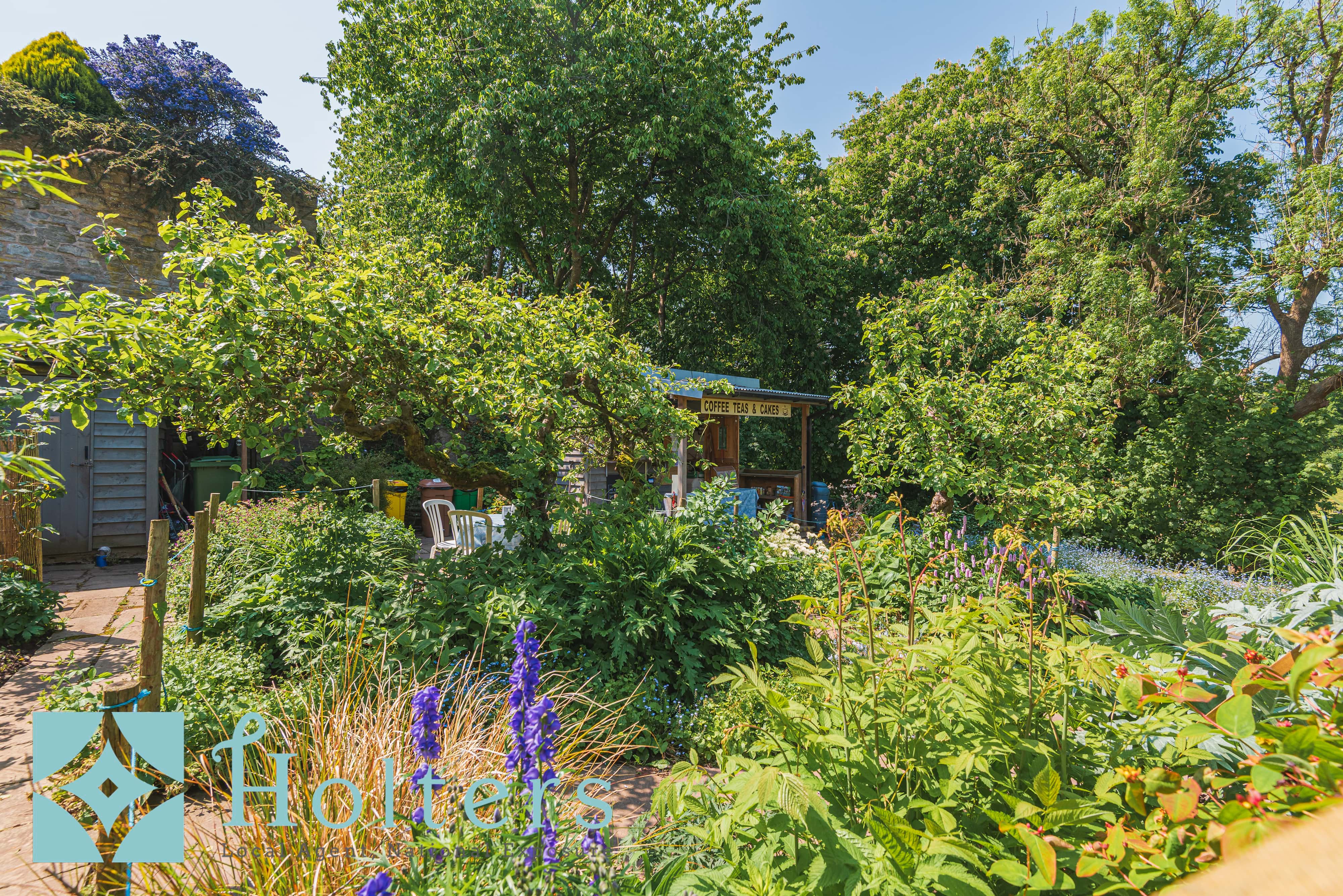 Garden with delphiniums in bloom